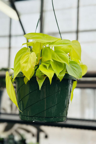 philodendron domesticum lemon lime Philodendron, Lemon-Lime 8" Hanging Basket – Chalet