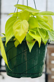 Philodendron, Lemon-Lime 8" Hanging Basket