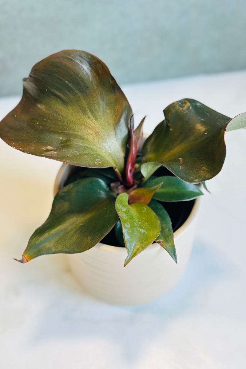 Philodendron, Red Heart 4"