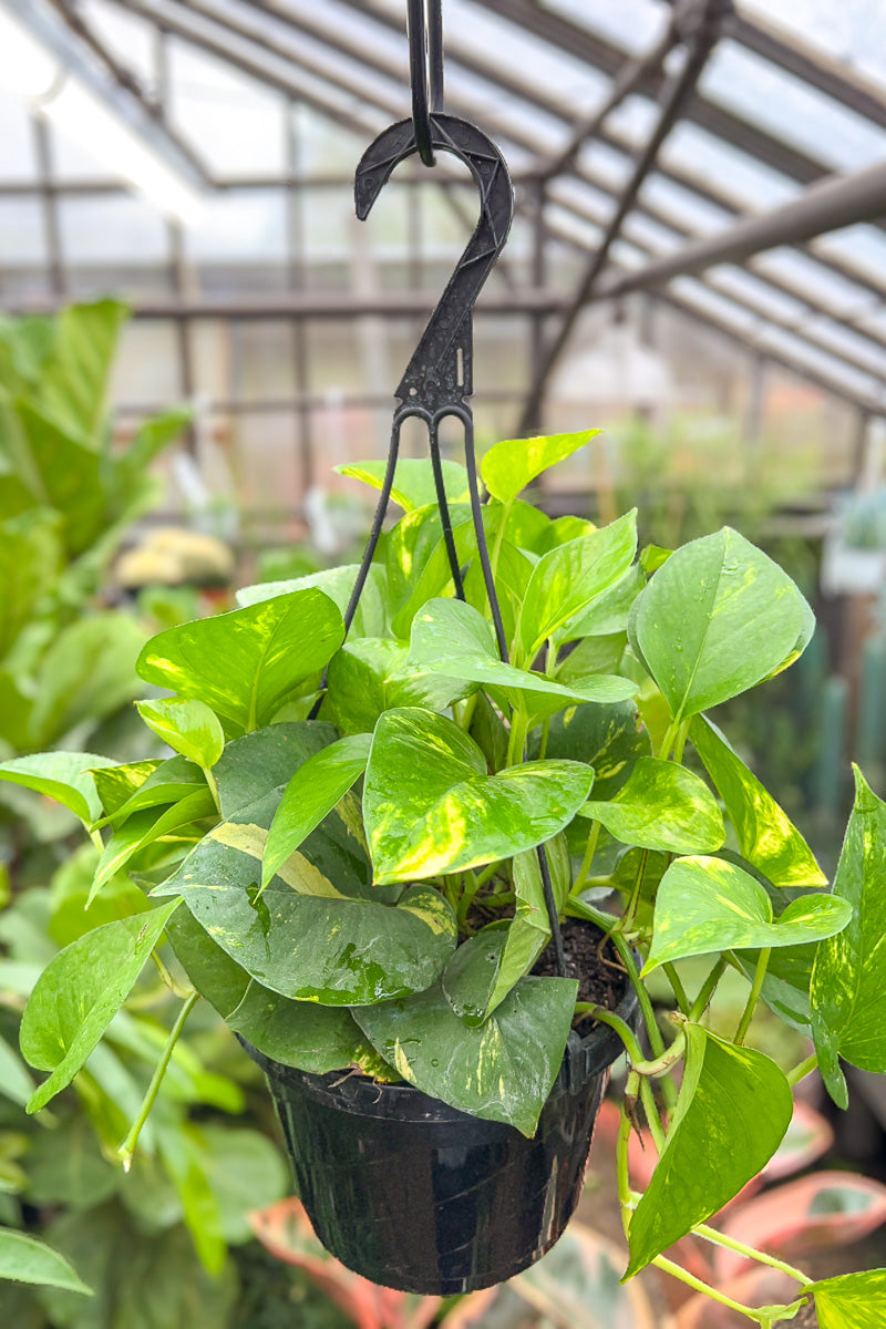 Pothos, Golden 8" Hanging Basket