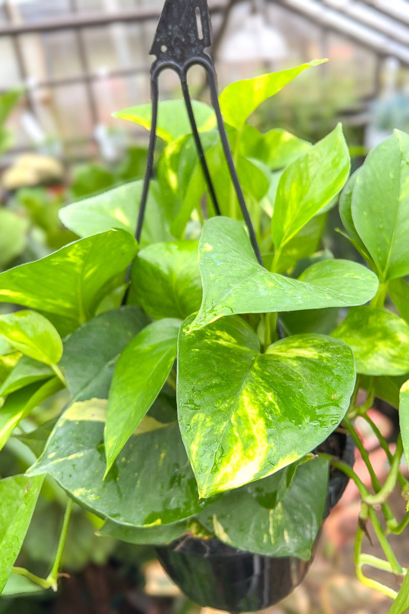 Pothos, Golden 8" Hanging Basket