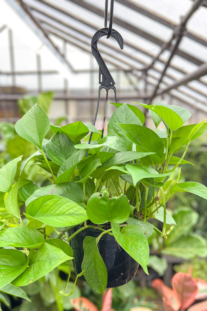 Pothos, Jade 8" Hanging Basket