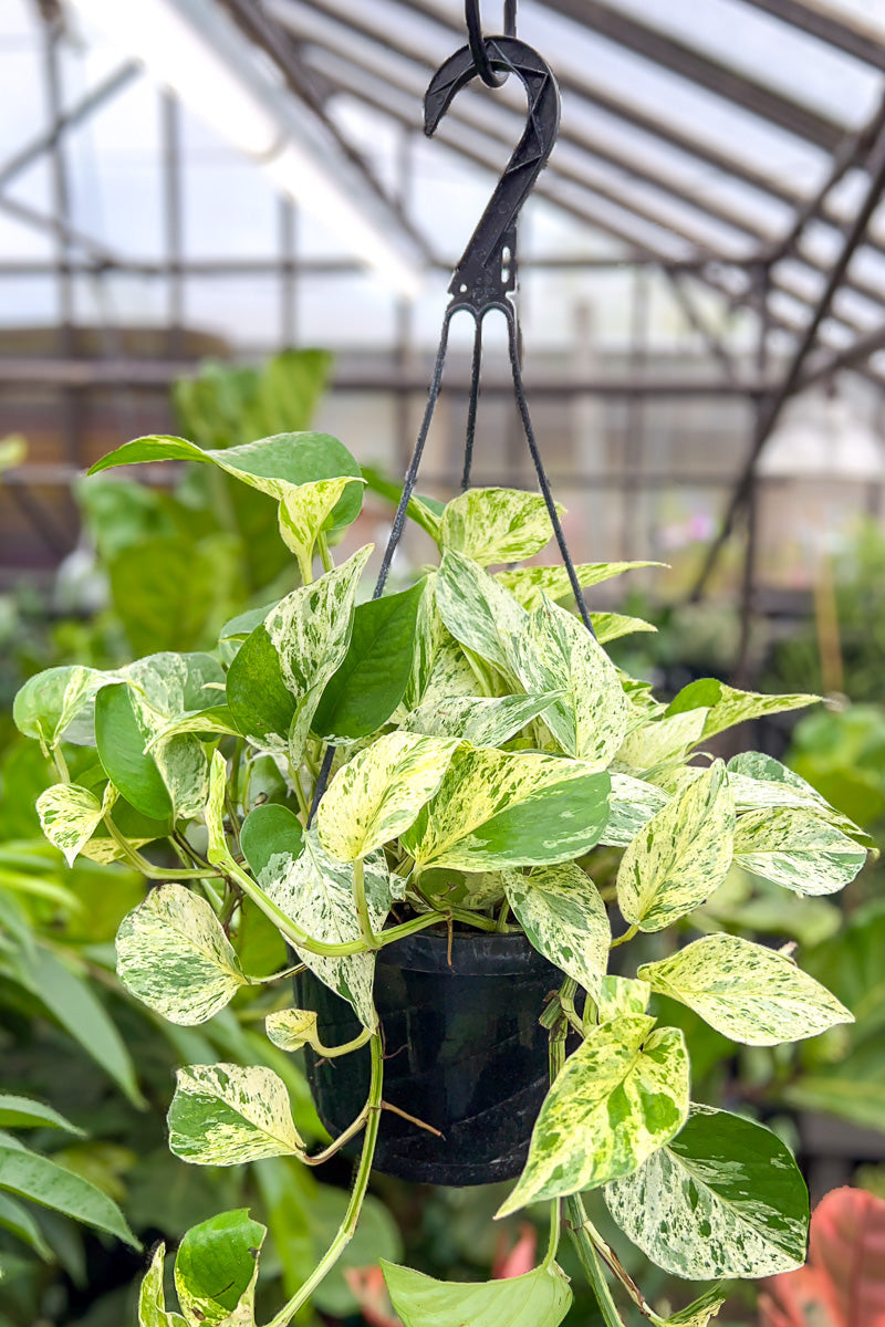 Pothos, Marble Queen 8" Hanging Basket