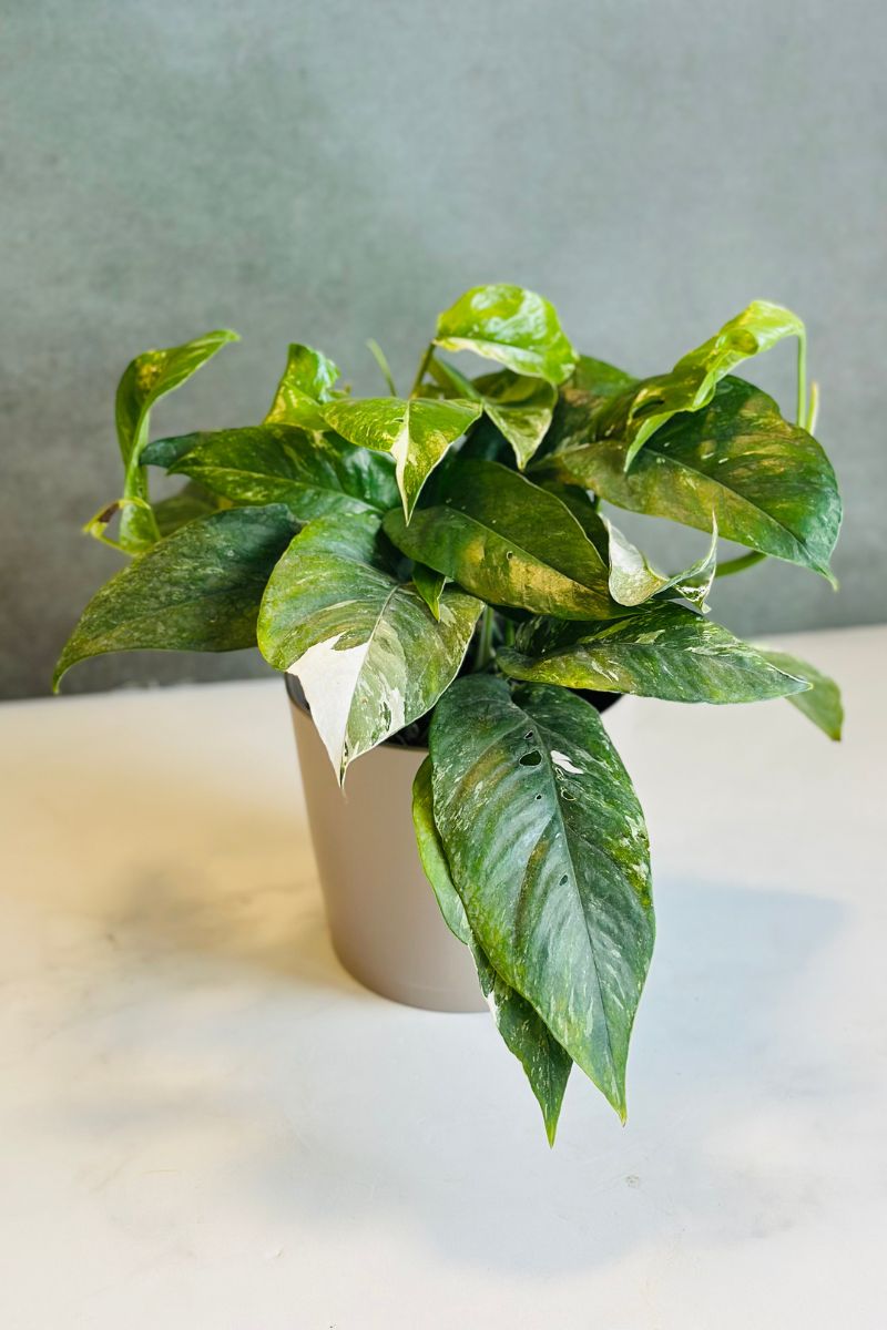 Pothos, Epipremnum Pinnatum Albo 6"