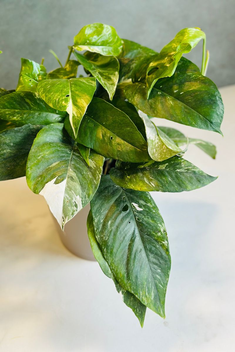 Pothos, Epipremnum Pinnatum Albo 6"