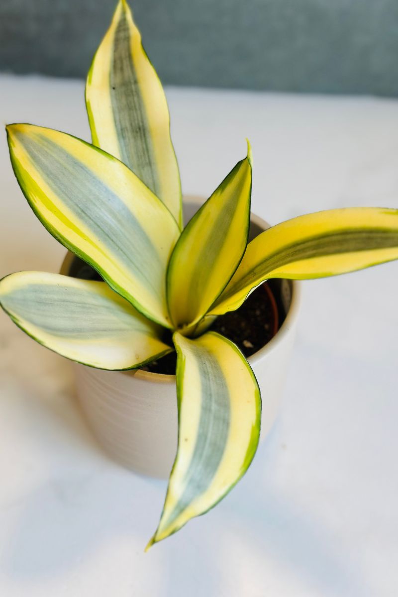 Snake Plant, Ghost 4"