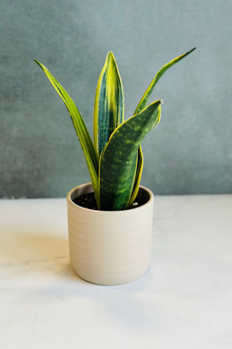 Snake Plant, Golden Flame 4"