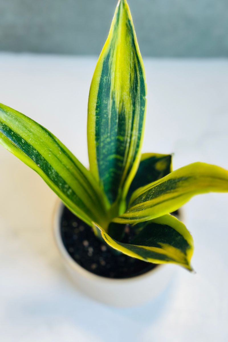 Snake Plant, Golden Flame 4"