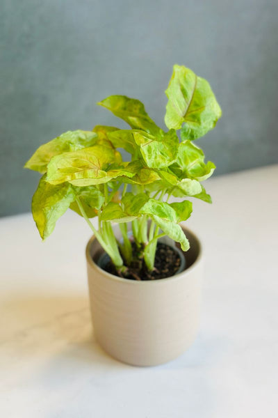 Syngonium, Mango Allusion 4
