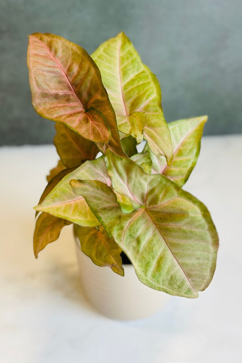 Syngonium Strawberry Cream 4"