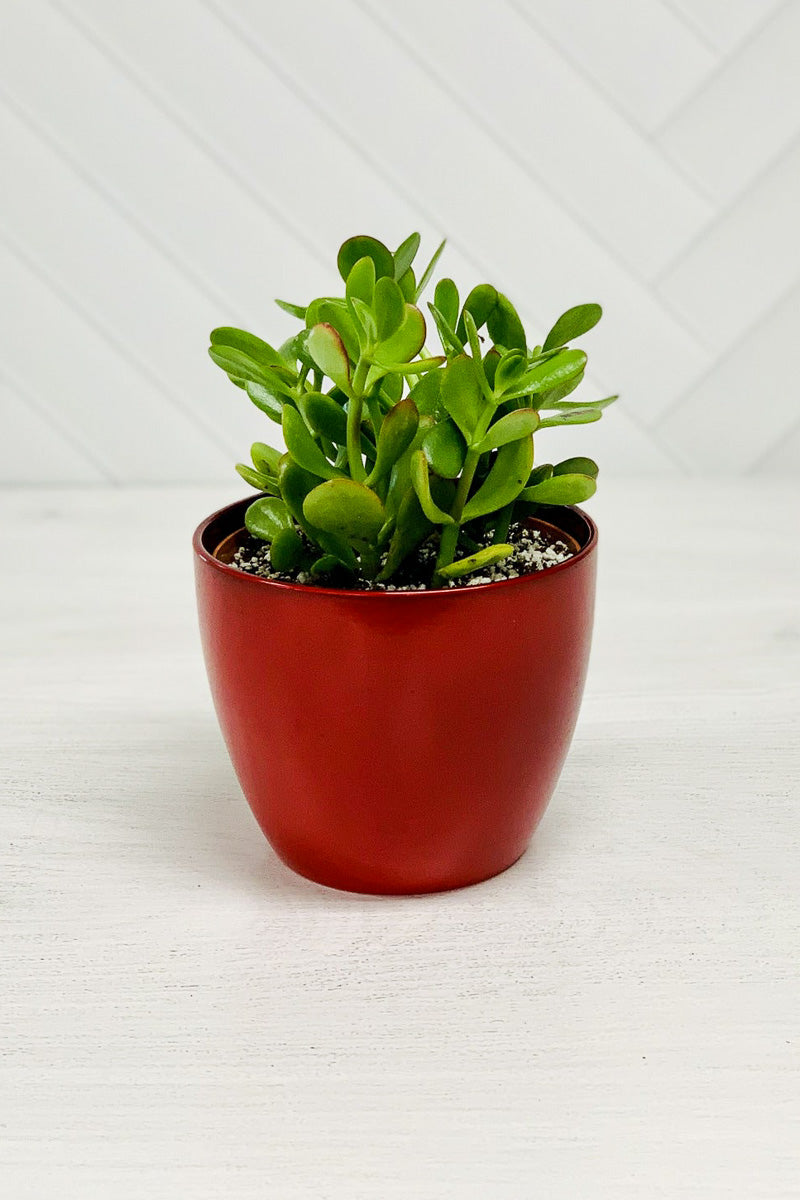 Cover-Pot 8.75" Energy Red