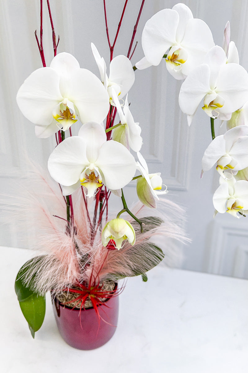 Chalet Signature V-Day Large Orchid Bordeaux