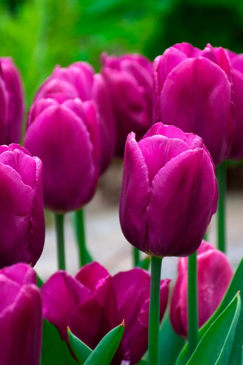 Tulip Purple