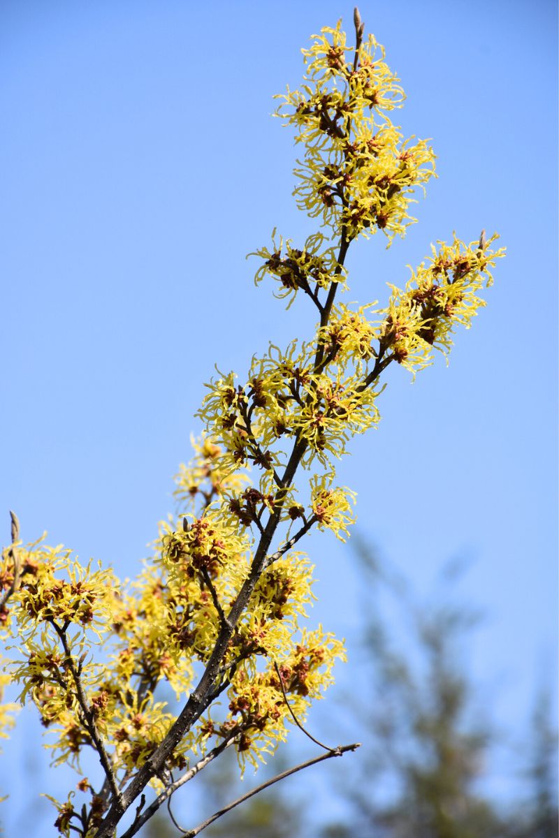 Witchhazel, Arnold Promise