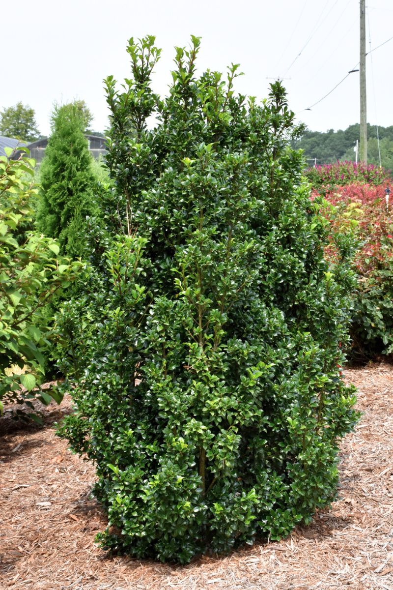 Holly, Blue Castle Wall