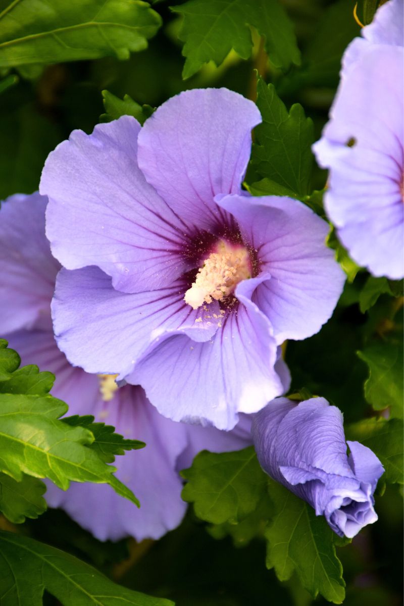 Rose Of Sharon,  Blue Satin