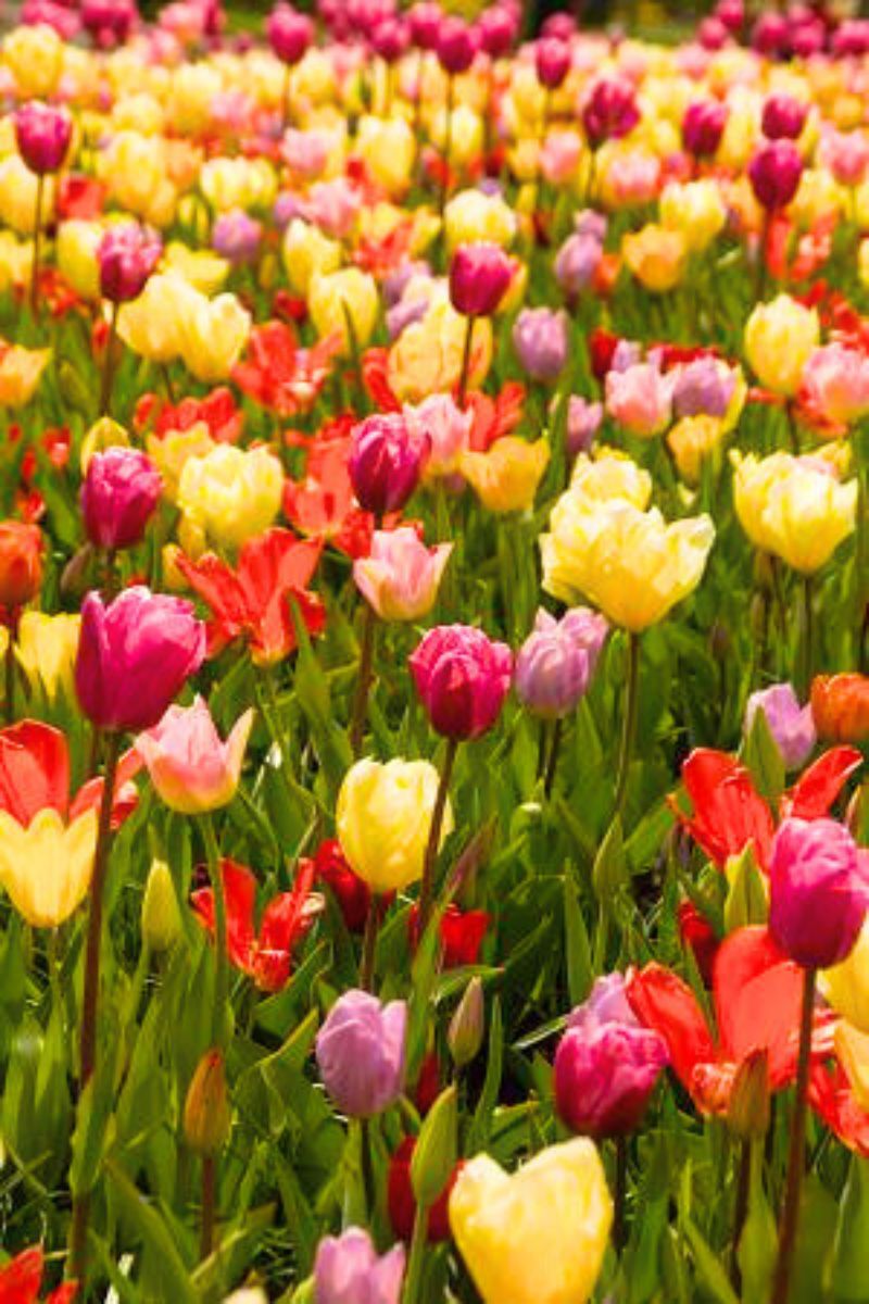 DeVroomen Tulips Blends 60 Days Of Tulips Bulbs 20/Pack