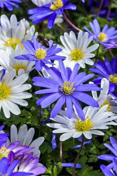 DeVroomen Anemones Blanda Bulbs Mixed Colors 15/Pack