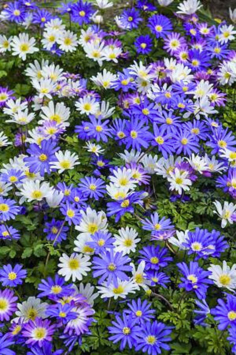 DeVroomen Anemones Blanda Bulbs Mixed Colors 15/Pack