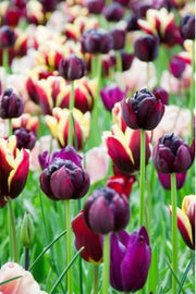 DeVroomen Tulips Double Late Black Hero Bulbs 6/Pack