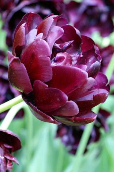 DeVroomen Tulips Double Late Black Hero Bulbs 6/Pack