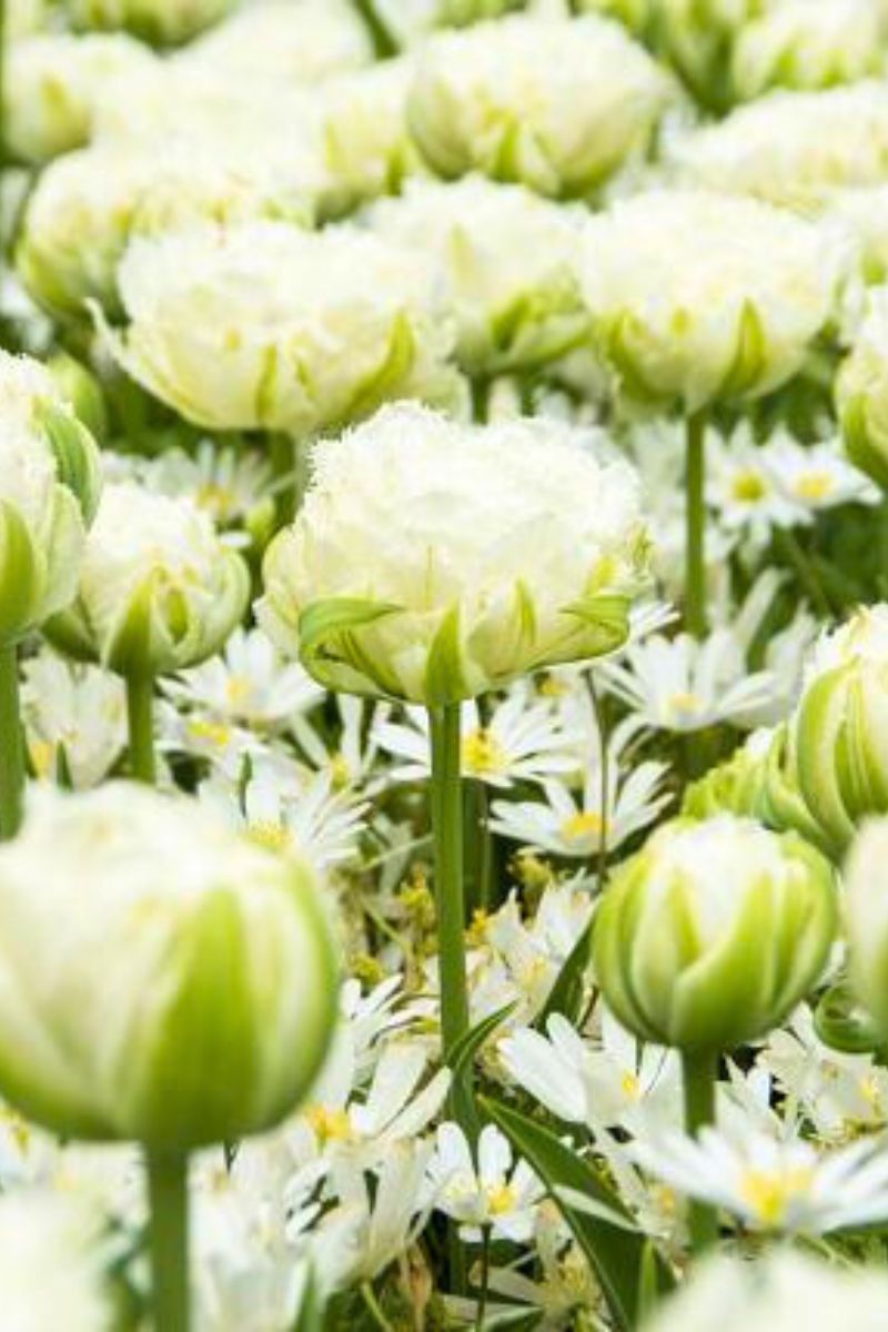 DeVroomen Tulips Double Late Snow Crystal Bulbs 6/Pack