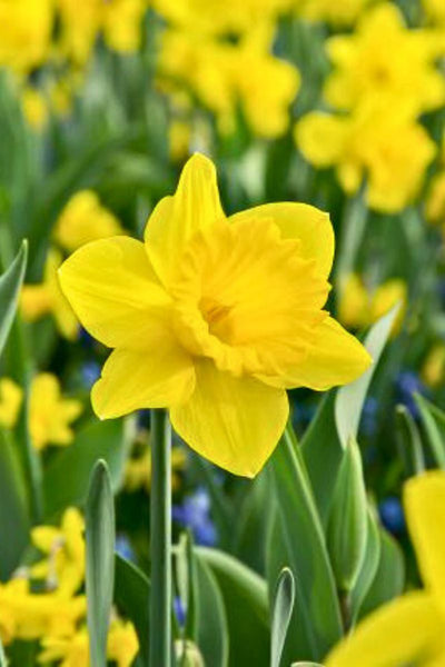 DeVroomen Dutch Master Trumpet Daffodil Bulb (Each)