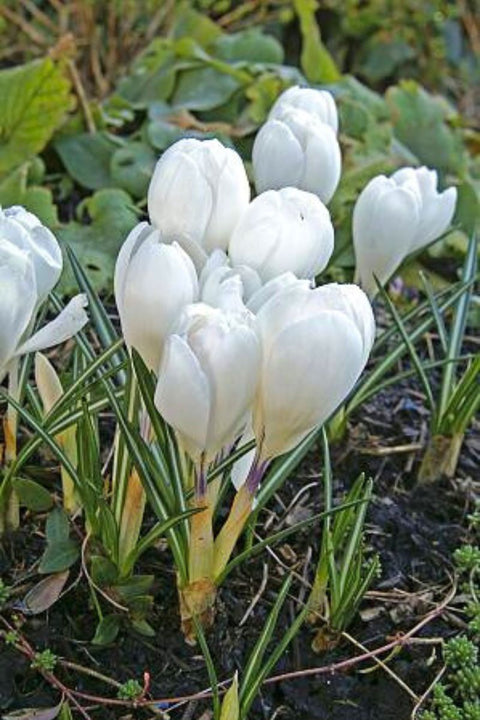 DeVroomen Crocus Vernus Jeanne d' Arc Bulbs 15/Pack