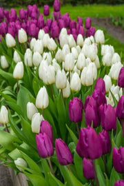 DeVroomen Tulips Single Early White Prince Bulbs 15/Pack