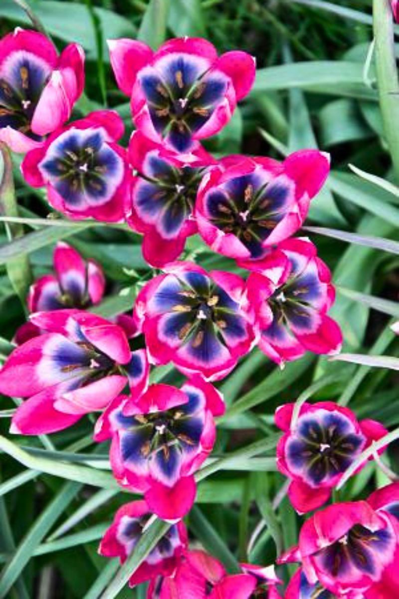 DeVroomen Tulips Specialty Little Beauty Bulbs 10/Pack