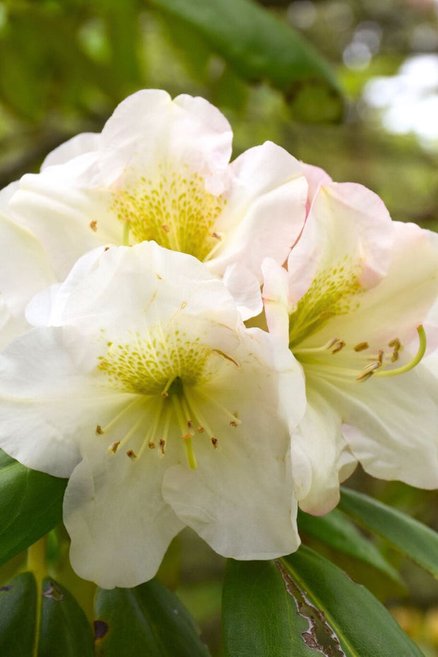 Rhododendron,  County Of York