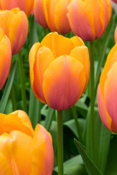 De Vroomen Tulips Darwin Hybrid Blushing Impression Bulbs 8/Pack