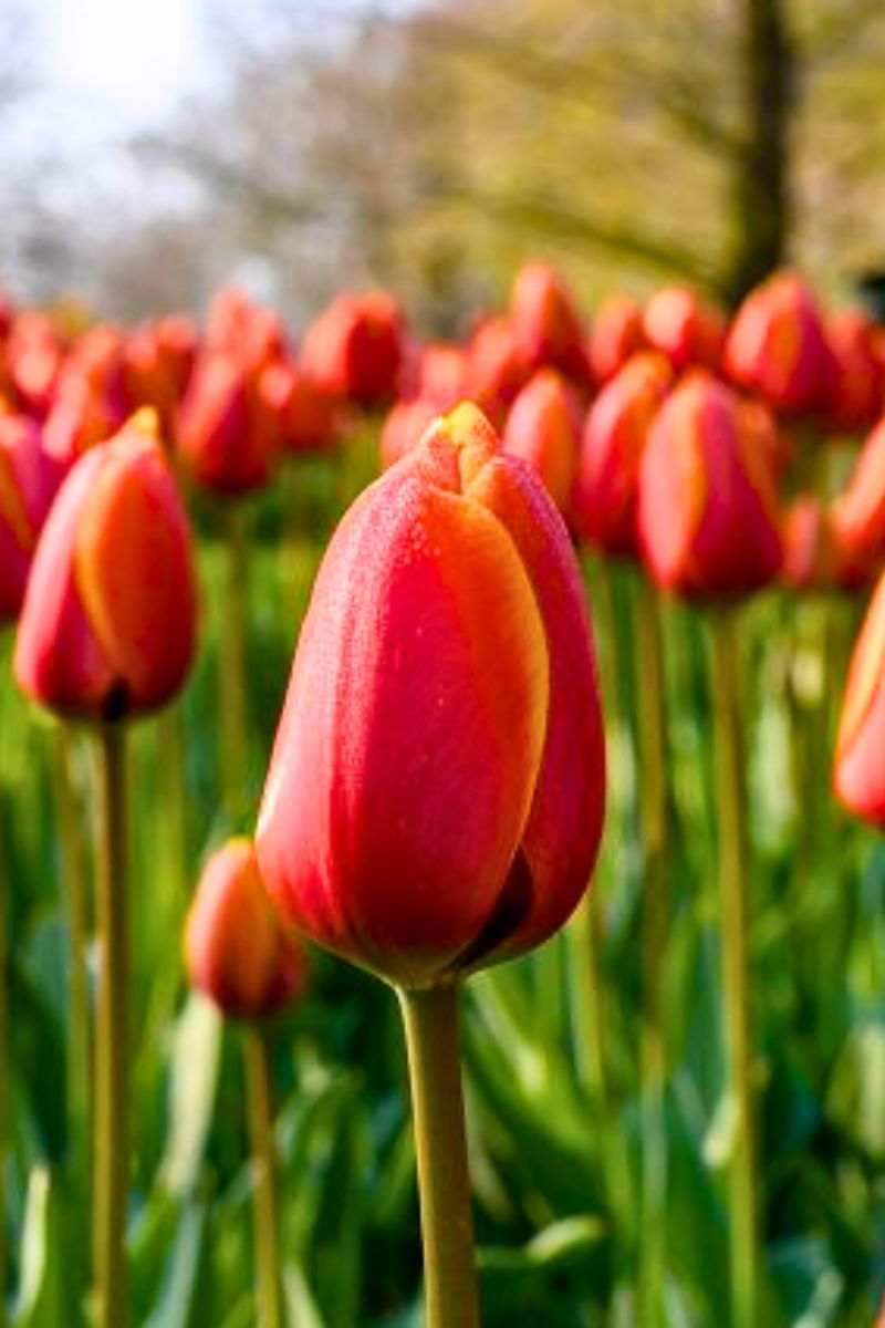DeVroomen Tulips Darwin Hybrid World's Favourite Bulbs 5/Pack
