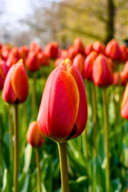 DeVroomen Tulips Darwin Hybrid World's Favourite Bulbs 8/Pack