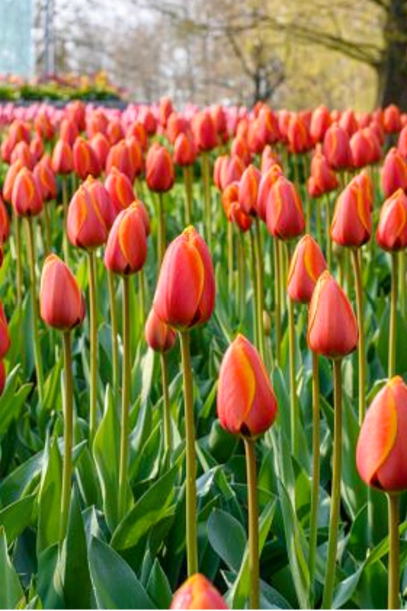 DeVroomen Tulips Darwin Hybrid World's Favourite Bulbs 5/Pack