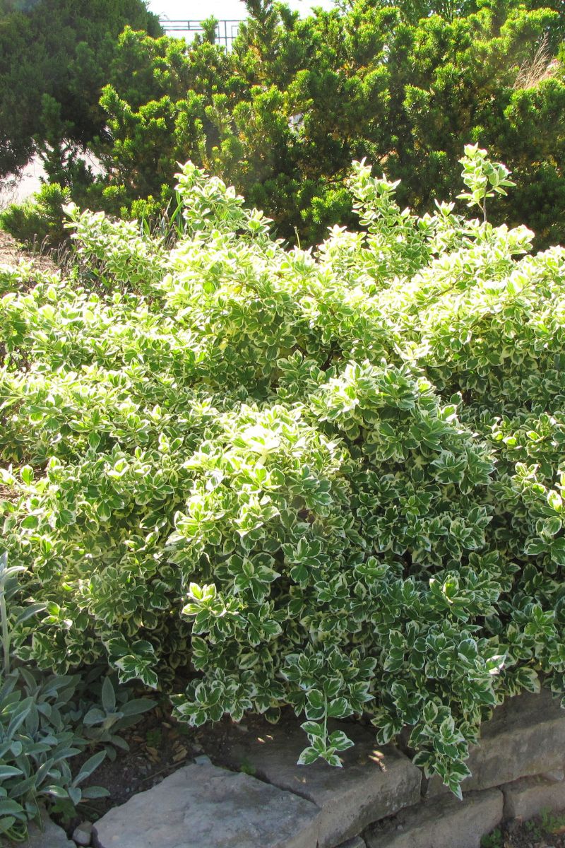 Euonymus, Emerald Gaiety