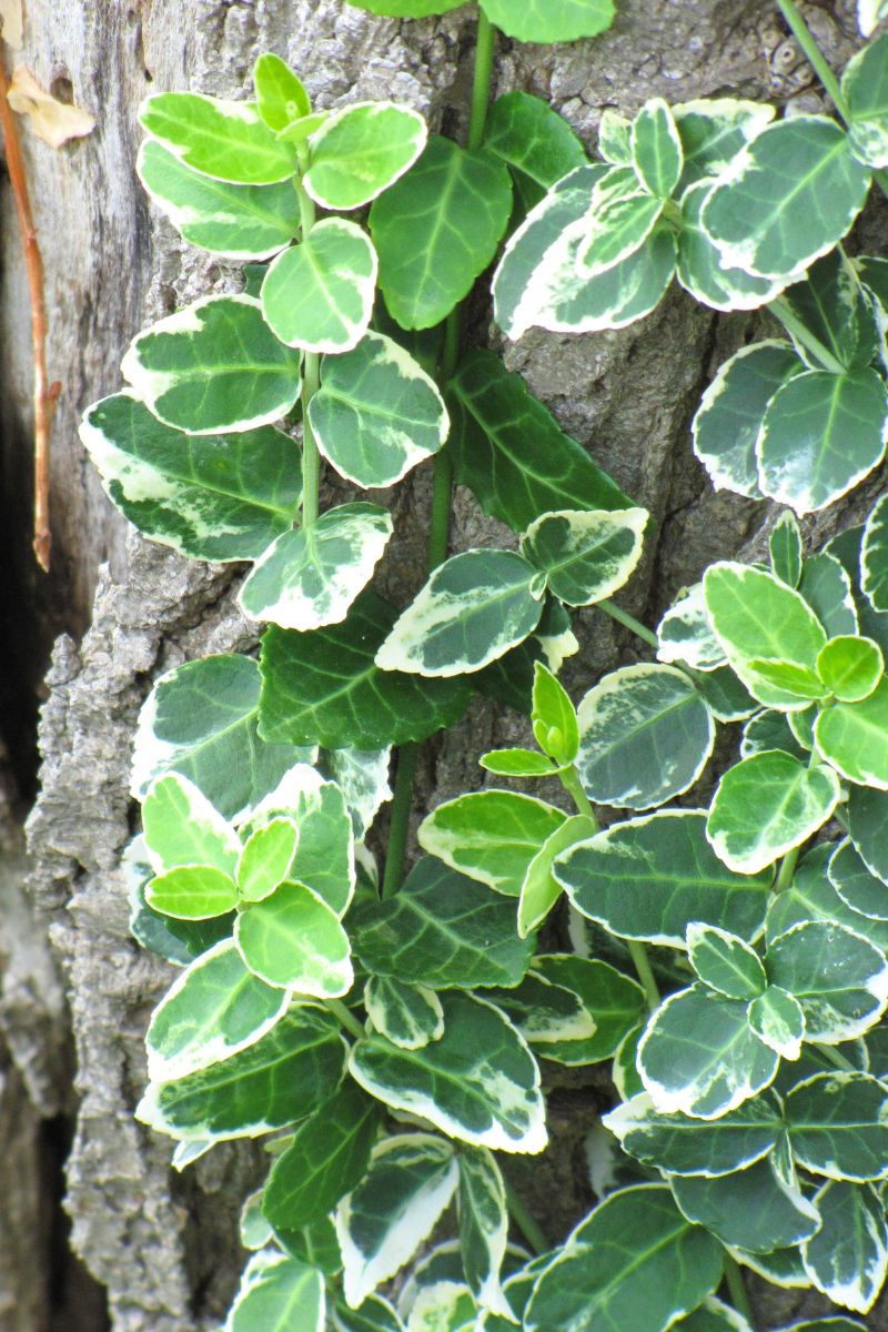 Euonymus, Emerald Gaiety