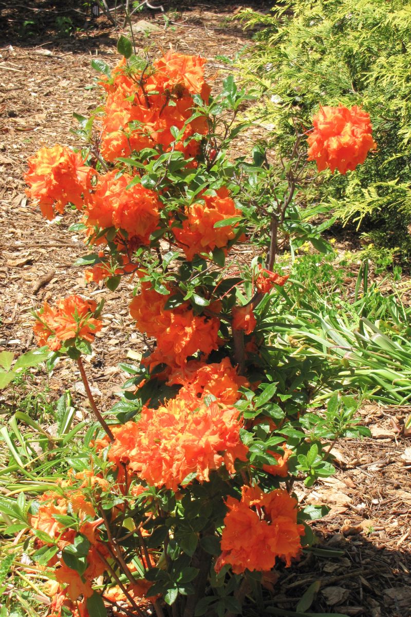 Azalea, Gibraltar – Chalet