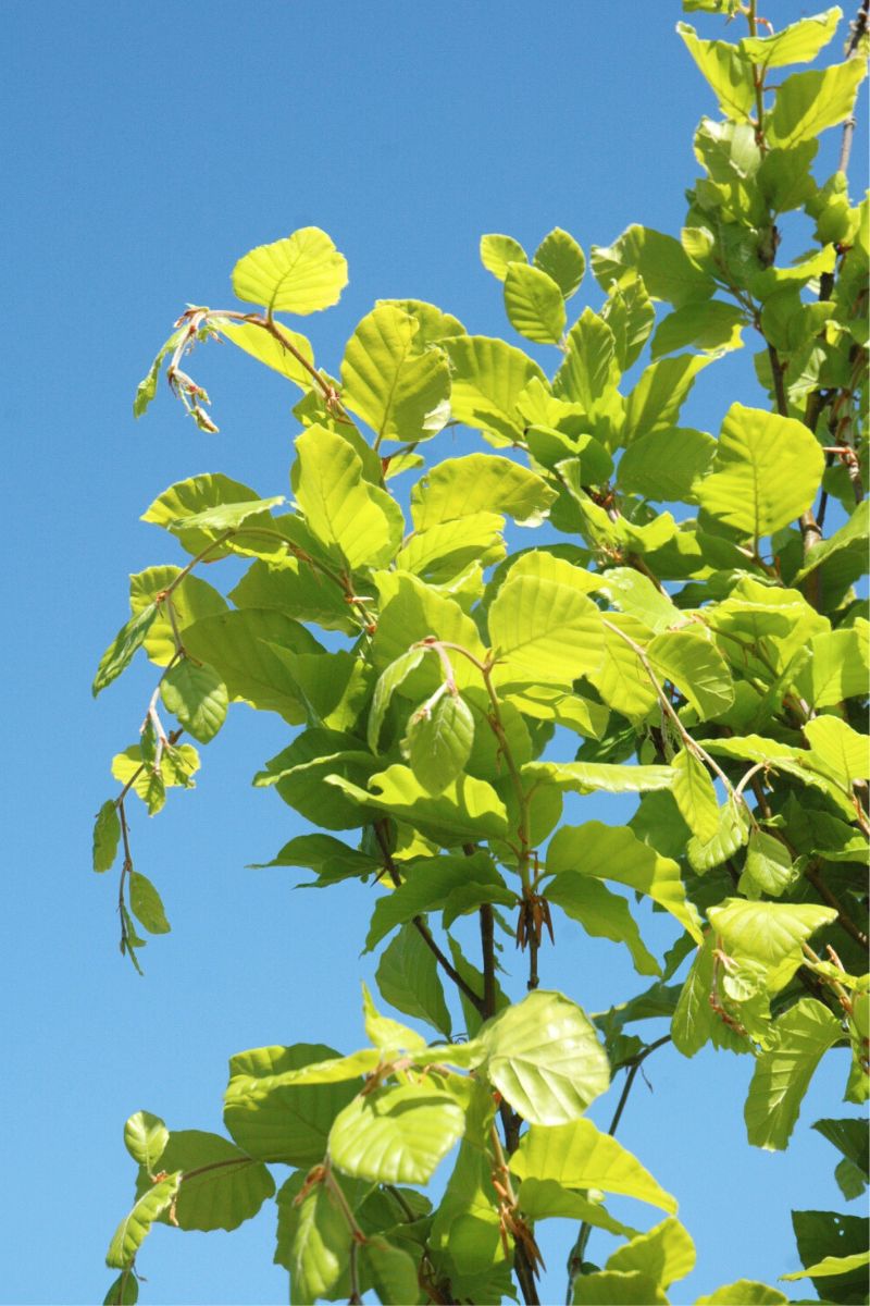 European Beech, Dawyck's Gold