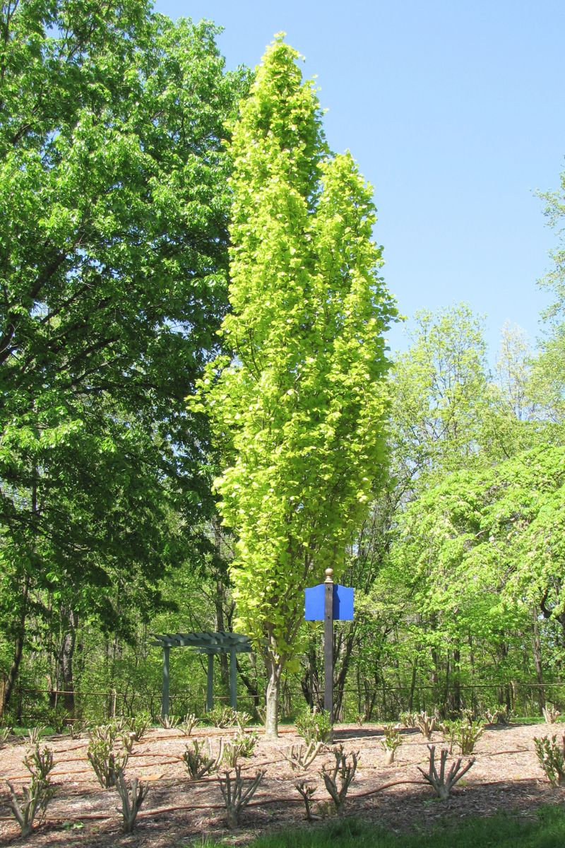 European Beech, Dawyck's Gold