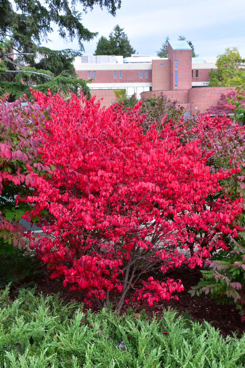 Burning Bush, Compact – Chalet