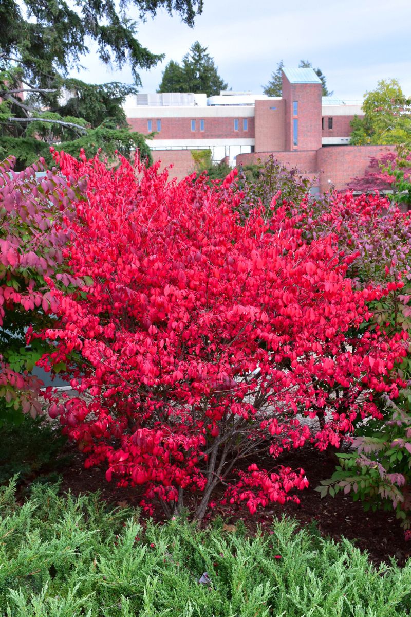 Burning Bush, Compact