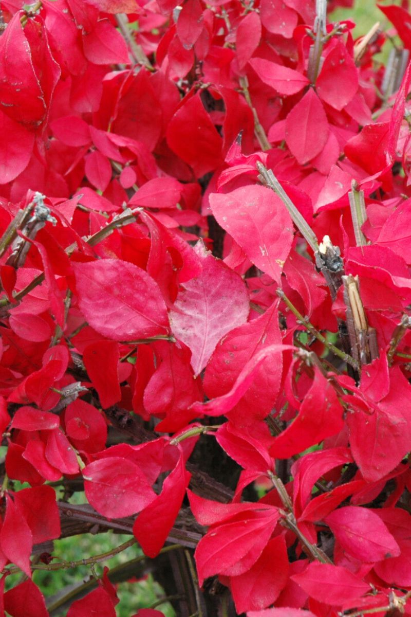 ブラント　BUSH DE BRUNT CHECKMATE L オリーブ BUSH DE BRUNT CHECKMATE L オリーブ ブラント BUSH DE BRUNT