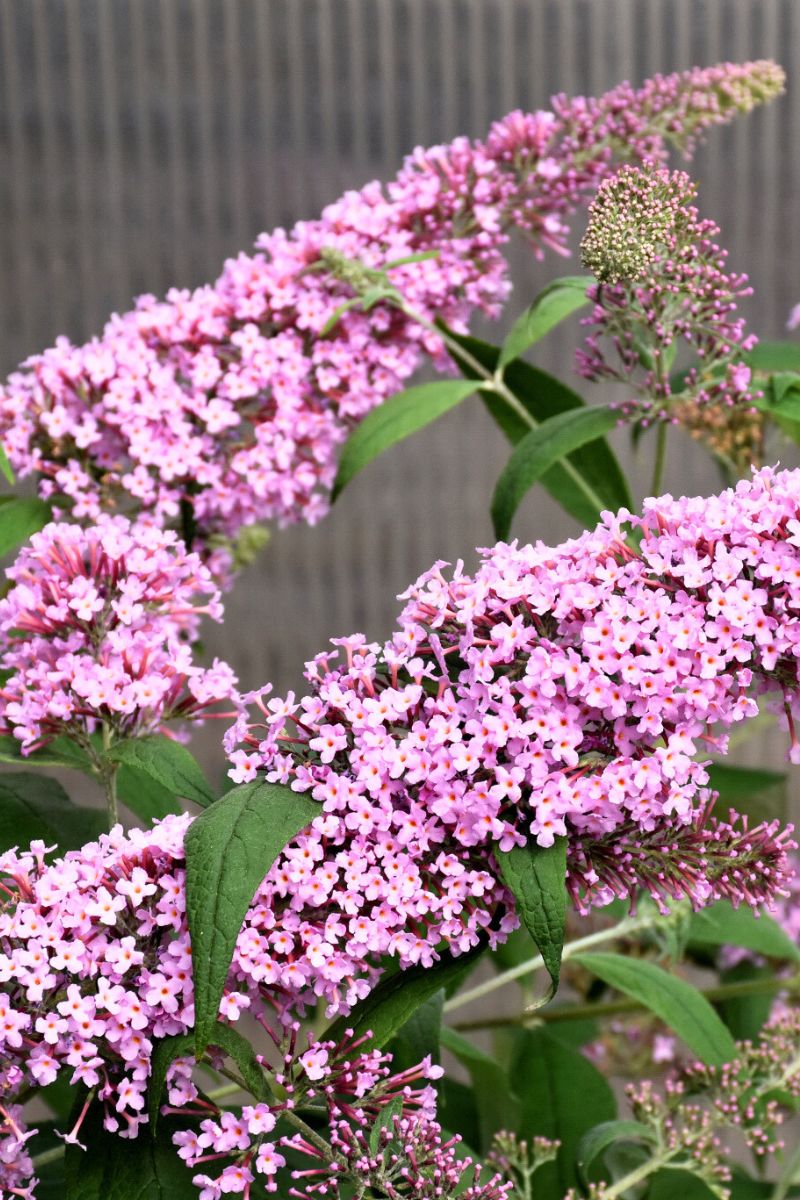 Butterfly-Bush, Pink Delight