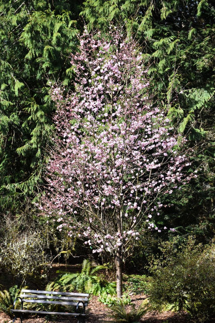 Ornamental Trees – Tagged 