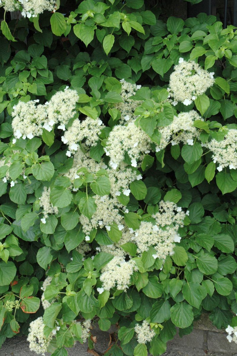 Vine, Hydrangea Climbing