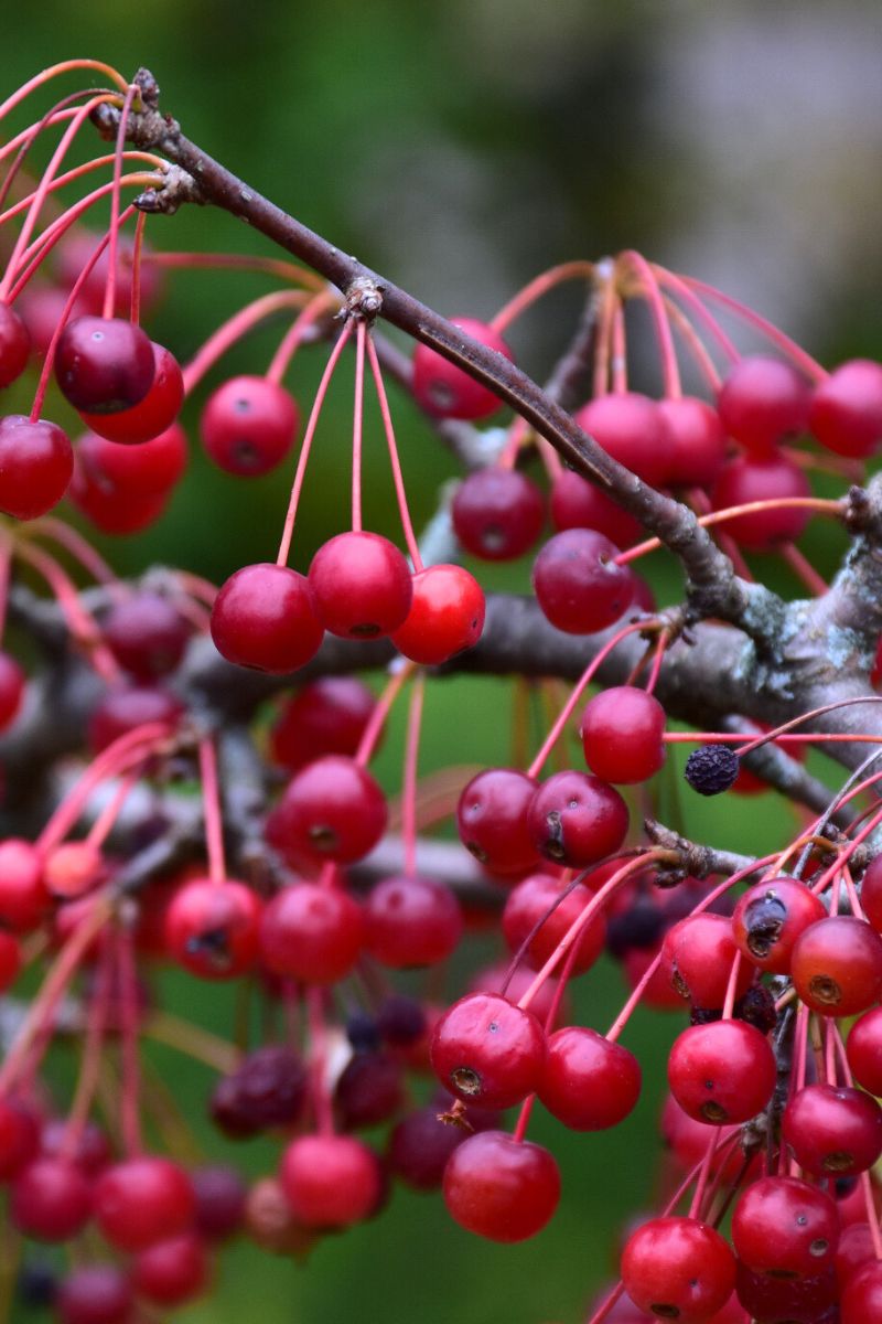 Crabapple, Firebird – Chalet