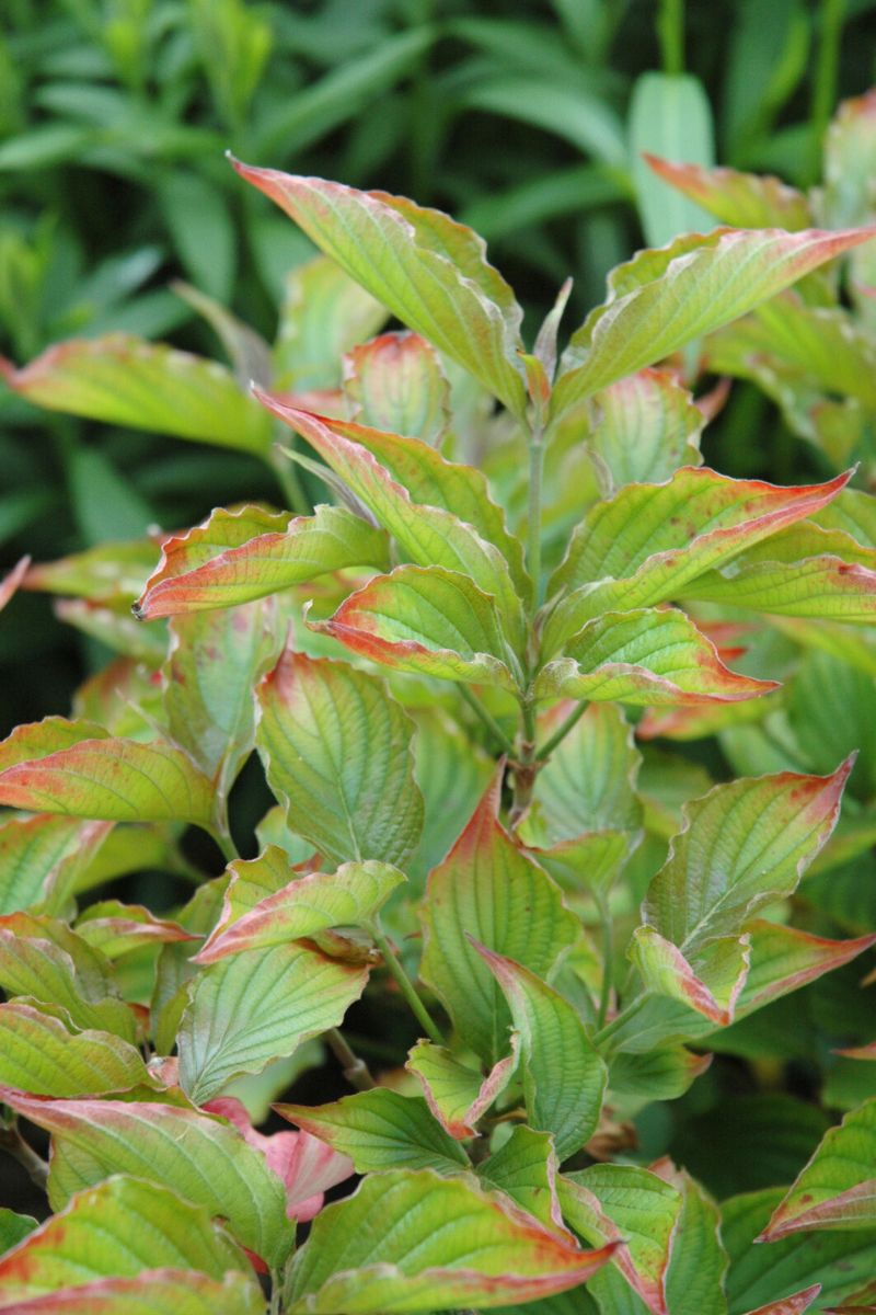 Dogwood, Florida Red Pygmy