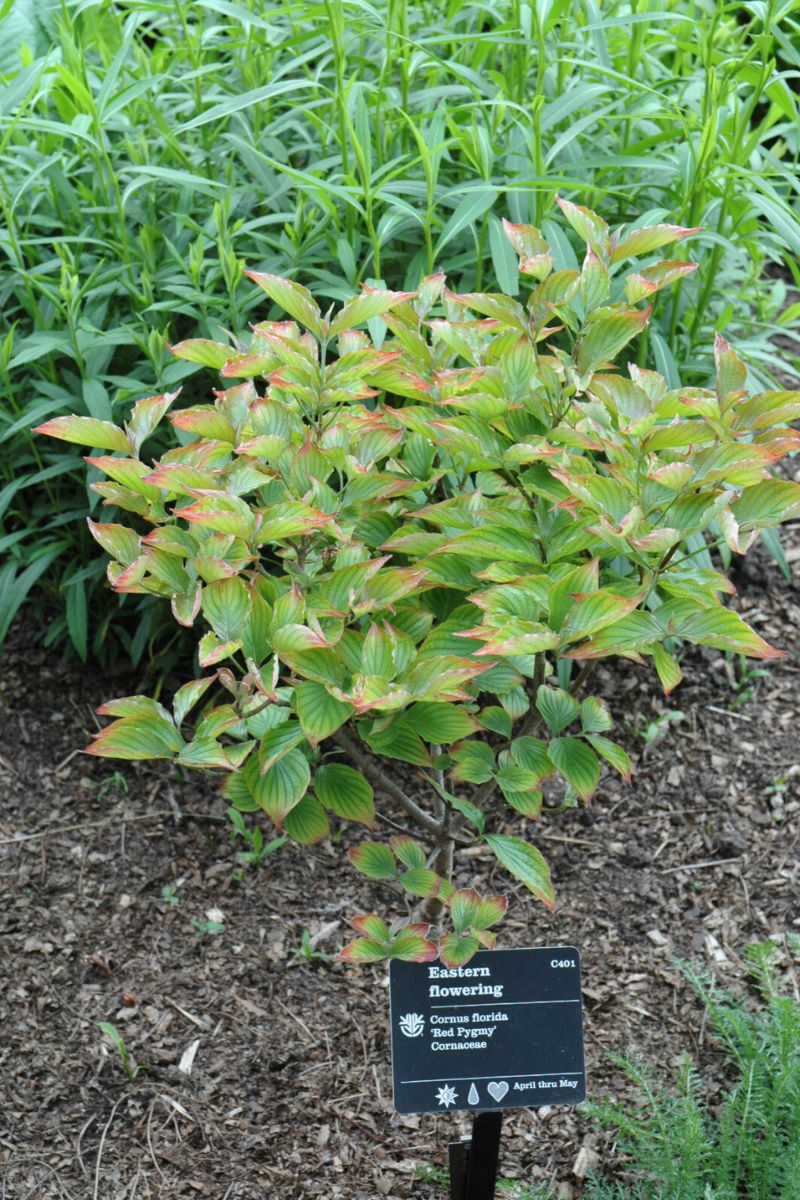 Dogwood, Florida Red Pygmy