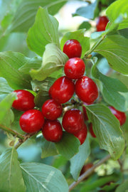 Dogwood, Cornelian Cherry